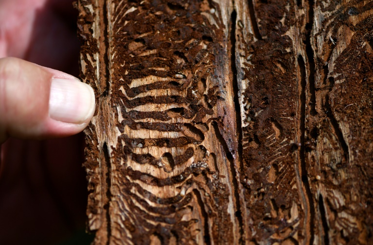 Statistik: Geschlagenes Holz stammt zu drei Vierteln von geschädigten Bäumen