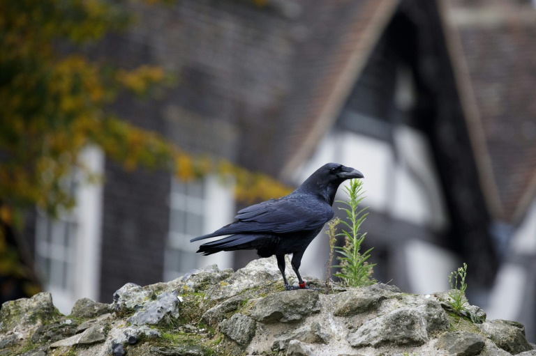 Unbekannter tötet Raben in Baden-Württemberg mit Luftdruckgewehr