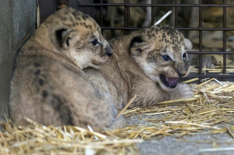 Zwei Löwen-Babys in französischem Zoo geboren