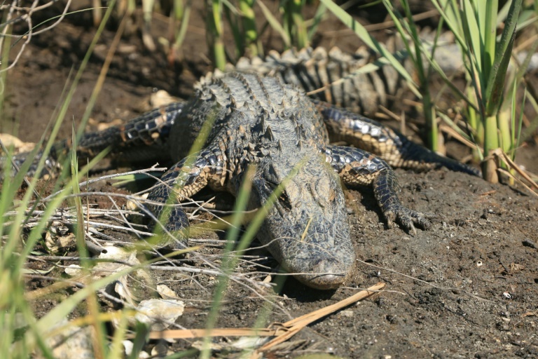 Mann fängt in Florida Alligatoren mit Mülltonne und wird zu Internetstar