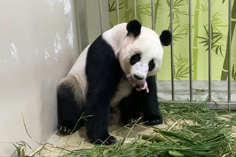 Erstmals Panda-Nachwuchs in Singapur