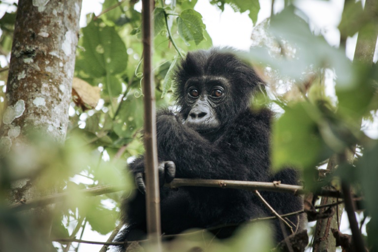 Baby-Gorilla in Wildnis als Kind früherer Zootiere geboren