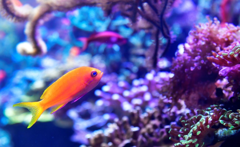 Merkel fordert Trendwende für Schutz der biologischen Vielfalt