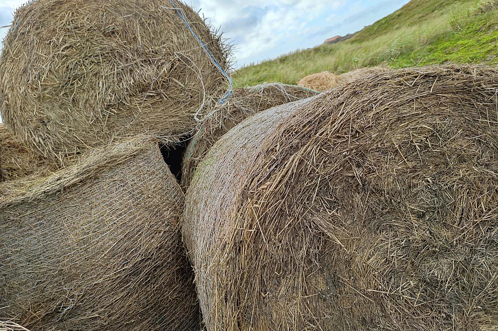 NRW-Bauern rechnen wegen Umweltauflagen mit Einbußen