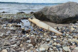 Abwasserrohr ins Meer (Archiv)