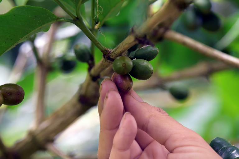 Corona-Krise belastet auch Fairtrade-Industrie