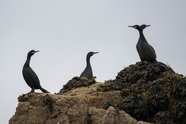 Fischer in Deutschland können Ausgleich für Schäden durch Kormorane oder Biber bekommen