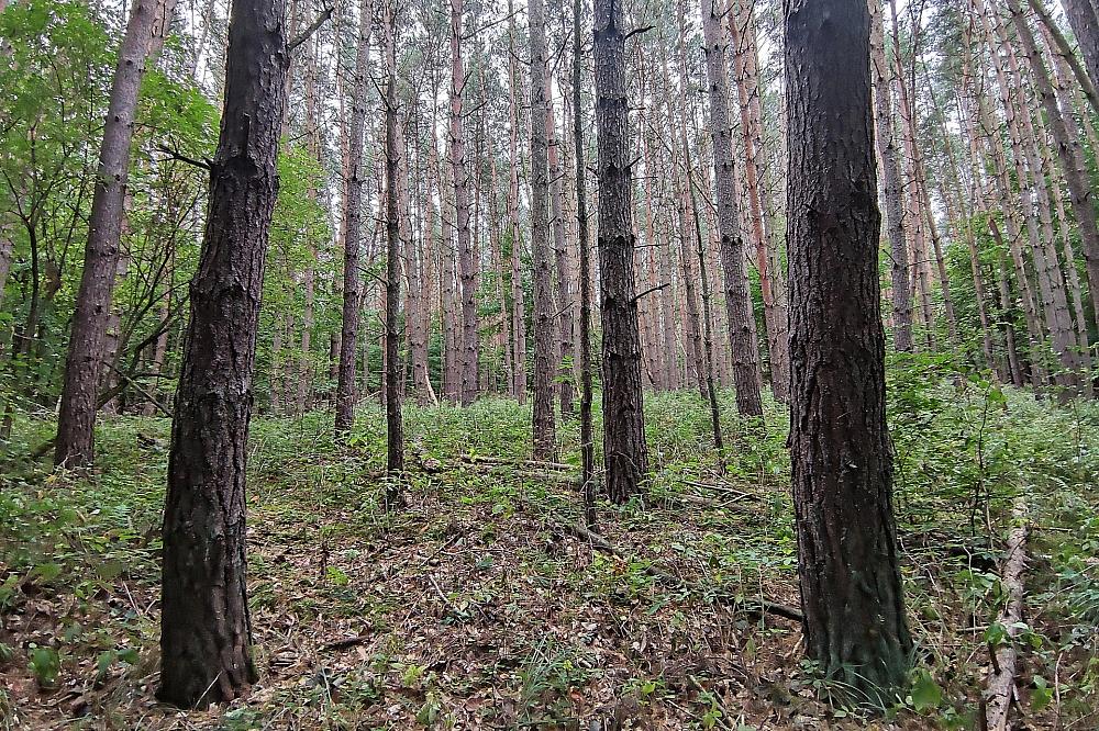 Baumschulfläche sinkt deutlich – rund elf Prozent weniger Betriebe Wald (Archiv)