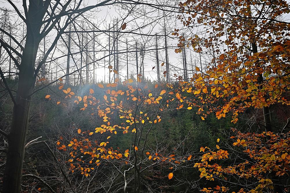 Studie: Bäume sterben in Europa zunehmend verfrüht ab