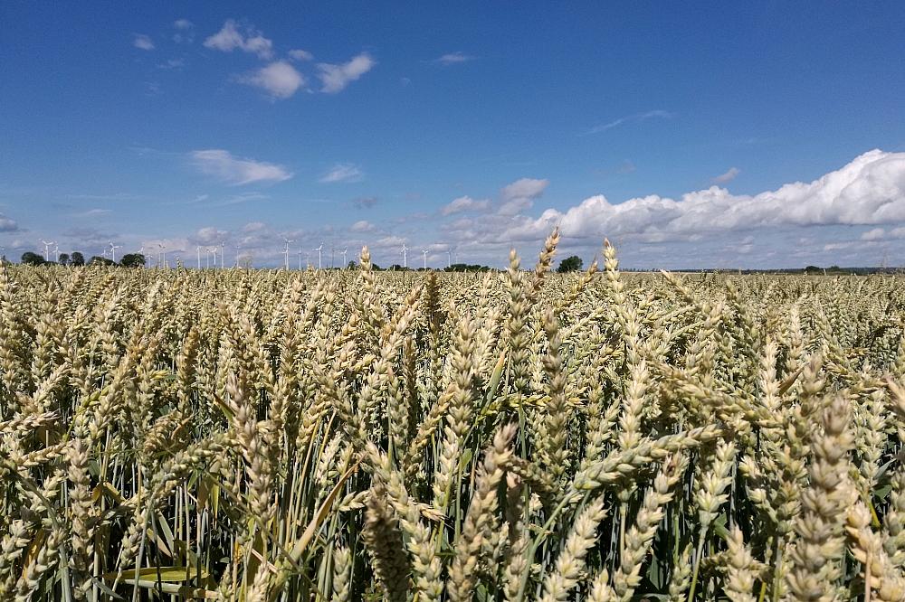 Raiffeisenverband: Hitze verursacht deutlichen Ernteverlust
