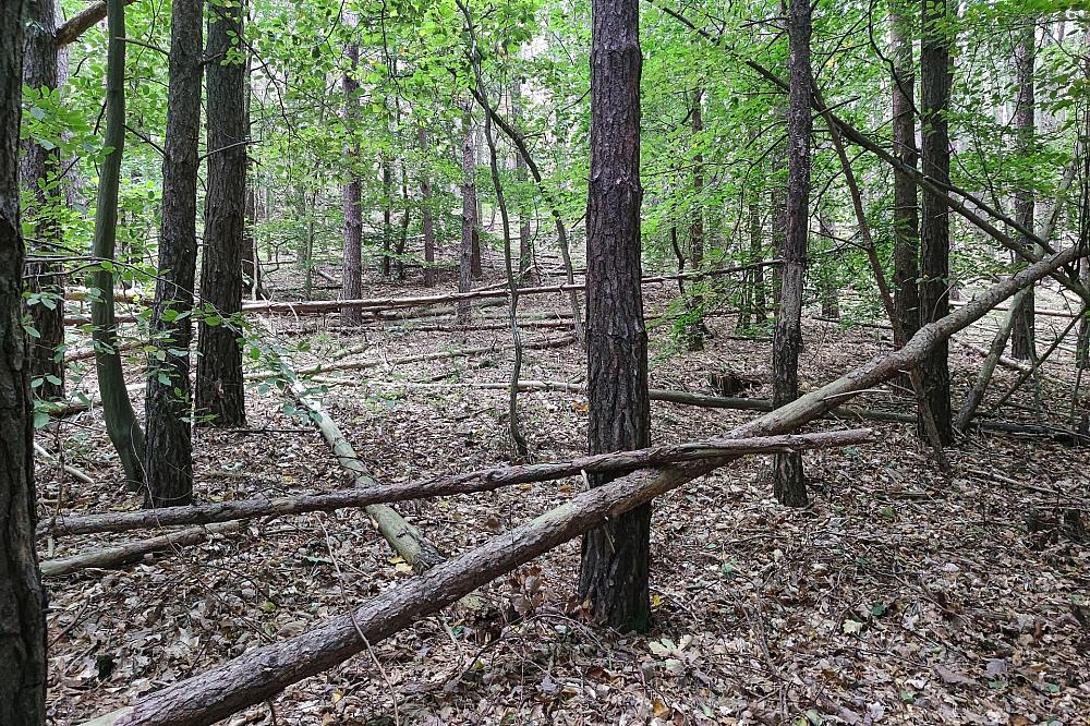 Waldbesitzer warnen vor zu viel Totholz