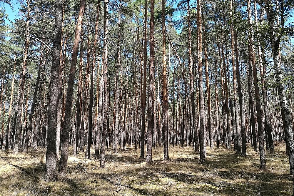 Städte- und Gemeindebund fordert mehr Geld für Waldbrandschutz