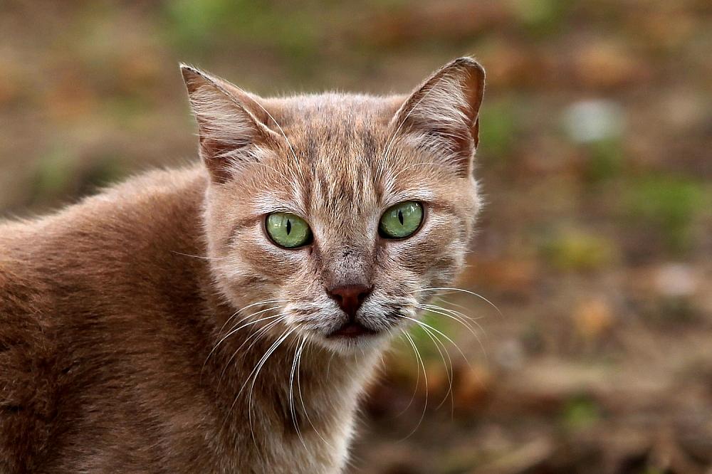 Tierärzte fordern bundesweite Kastrationspflicht für Katzen