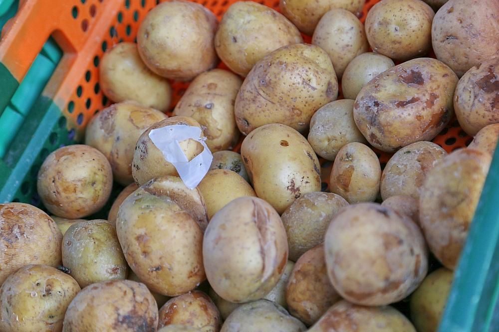 Kartoffelernte fällt dieses Jahr schwächer aus