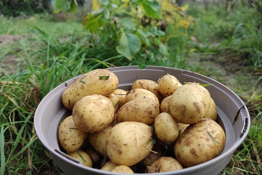 Niedrigere Ernte und deutliche Preissteigerungen bei Kartoffeln